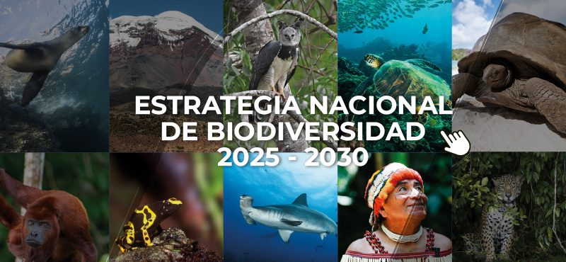 Conoce las acciones que guiarán la gestión del país